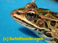 /home//u458753944/public_html/sourcegallery//Frogs/Bullfrogs 2016-08 Ontario/P8081373.JPG